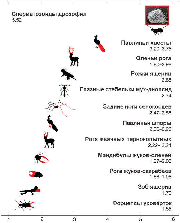 sexual-selection-2